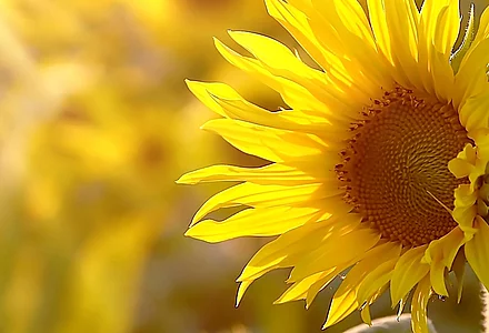 Powerful oligomers and polymers from our partner Green Frix 