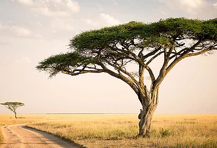 Nexira - Innovation inspired by Nature 