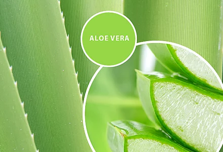 ALOE VERA: Polvo liofilizado de Aloe Vera Ecológico Totaloe Process 200x 