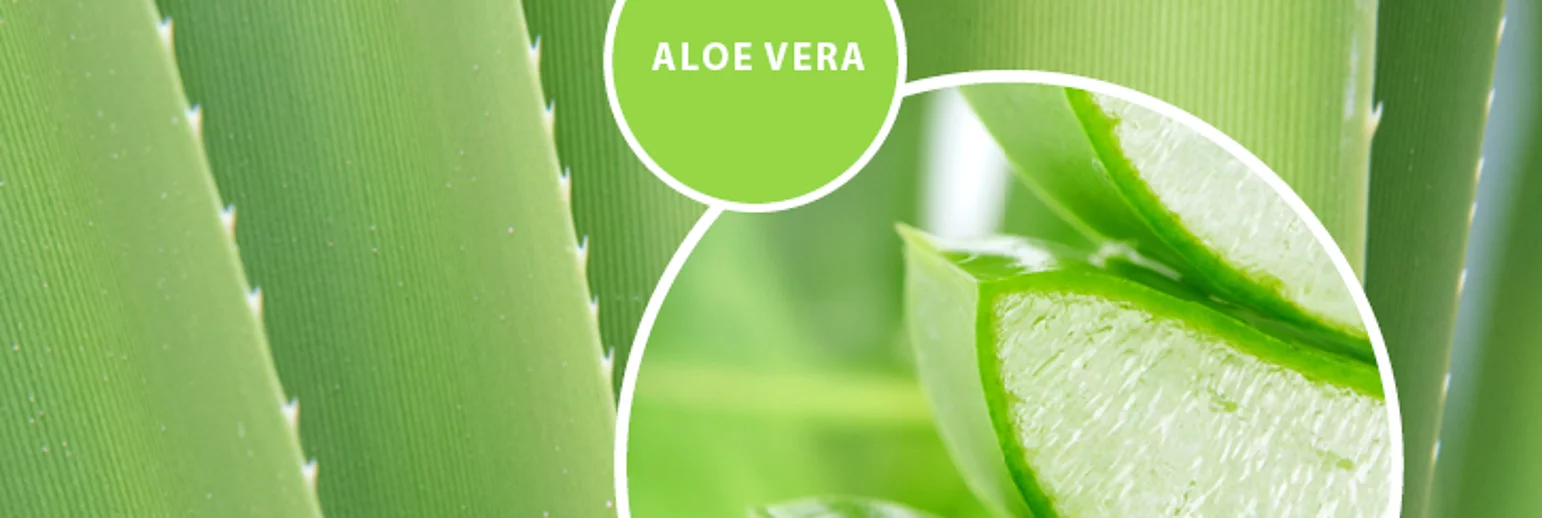 ALOE VERA: Polvo liofilizado de Aloe Vera Ecológico Totaloe Process 200x 