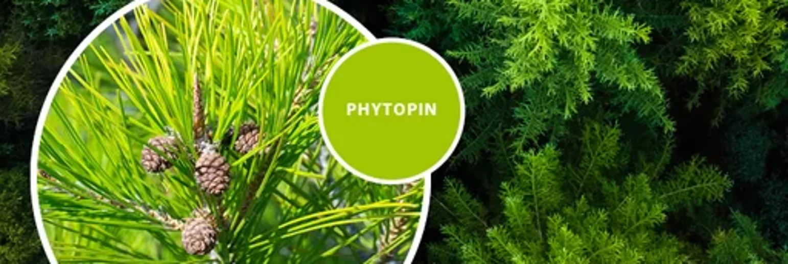 PHYTOPIN: Fitoesteroles de pino 
