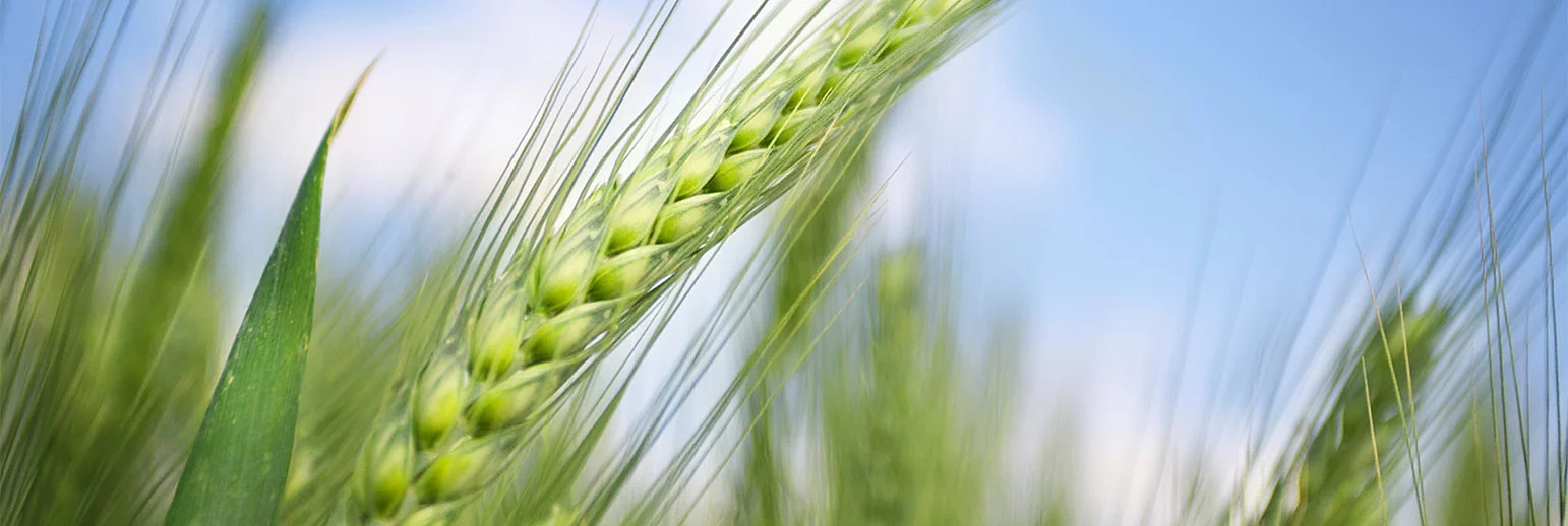 Glutenfreie Weizenstärke – allergenfrei produzieren mit Weizenstärke 