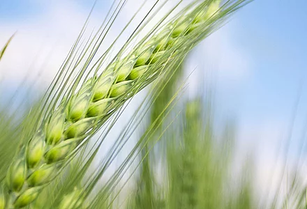 Glutenfreie Weizenstärke – allergenfrei produzieren mit Weizenstärke 