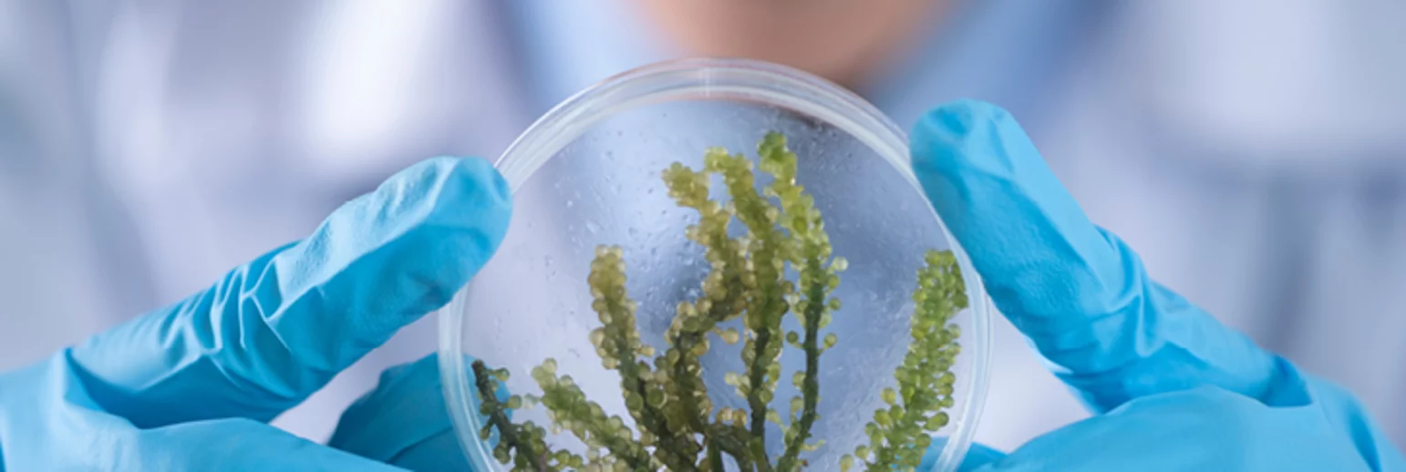 Focus on our biotech actives! 