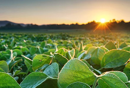 Nachhaltige Rohstoffe in Performance Chemicals 