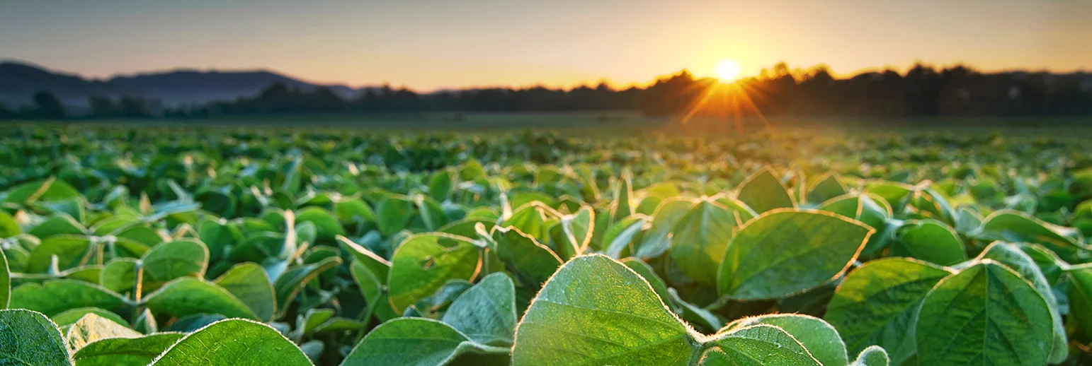 Nachhaltige Rohstoffe in Performance Chemicals 