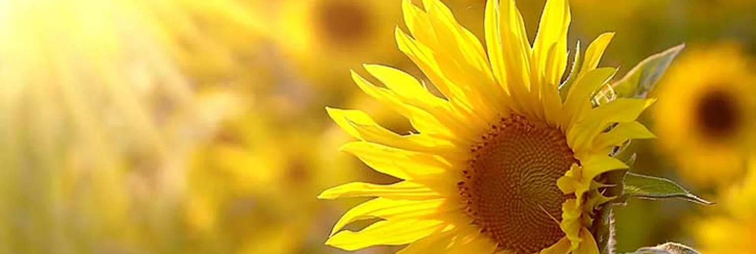 Vegetable oils and oligomers 