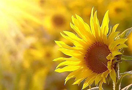 Vegetable oils and oligomers for lubricants 