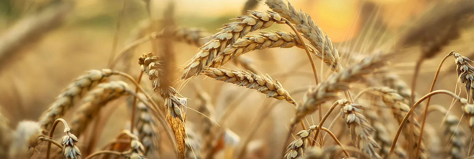 Die Kraft des Dinkels 