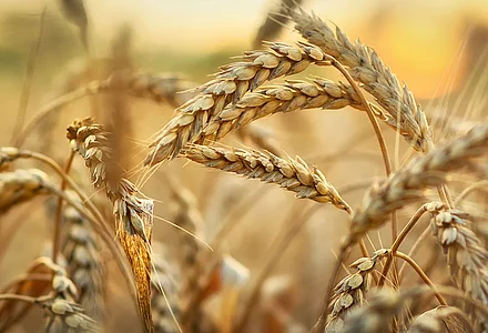 Die Kraft des Dinkels 