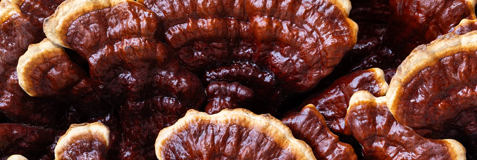 Discover the power of the mushroom 