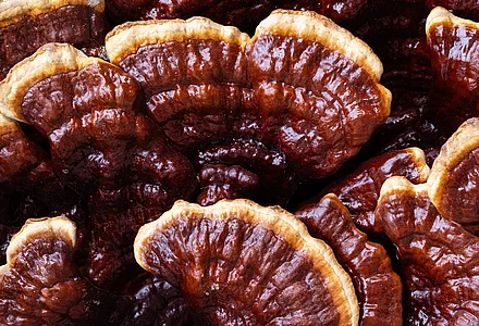 Discover the power of the mushroom 