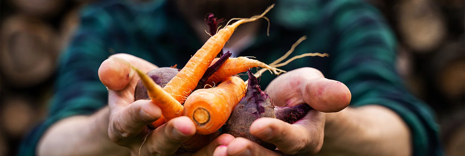 Colouring foodstuff in organic quality 
