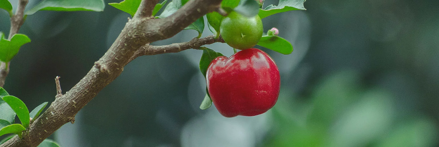 Acerola - Natural vitamin C, also in organic quality 
