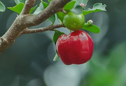 Acerola - Natural vitamin C, also in organic quality 