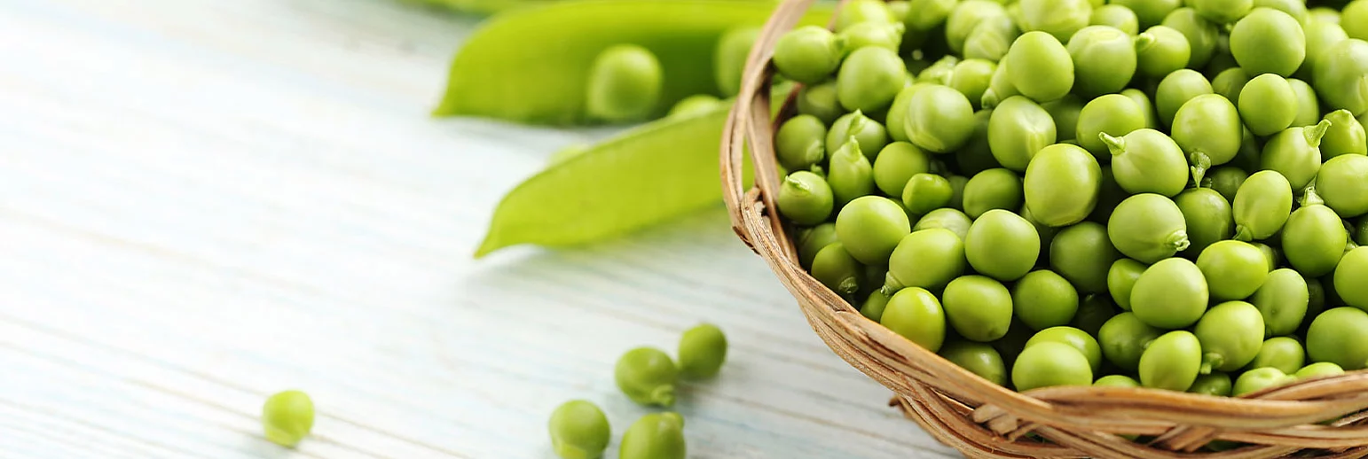 Pea protein extrudate as a healthy source of protein 
