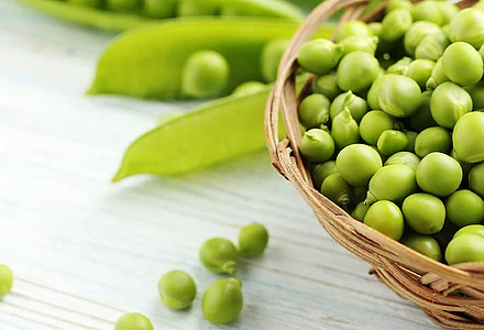 Pea protein extrudate as a healthy source of protein 
