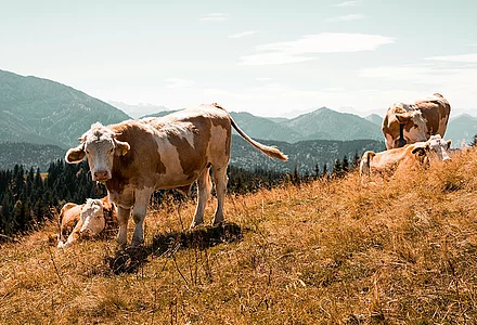 Laktoferyna i Apolaktoferyna najwyższej jakości 