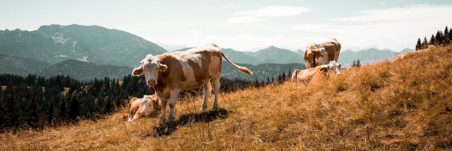 Laktoferyna i Apolaktoferyna najwyższej jakości 