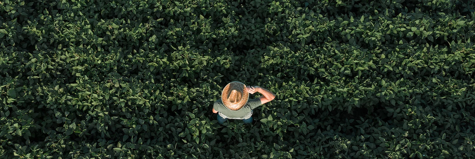 Sojabasierte Rohstoffe in chemischen Produkten und die EU-Entwaldungsverordnung (EUDR) 