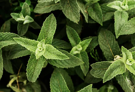 Stevia - natural sugar alternative 