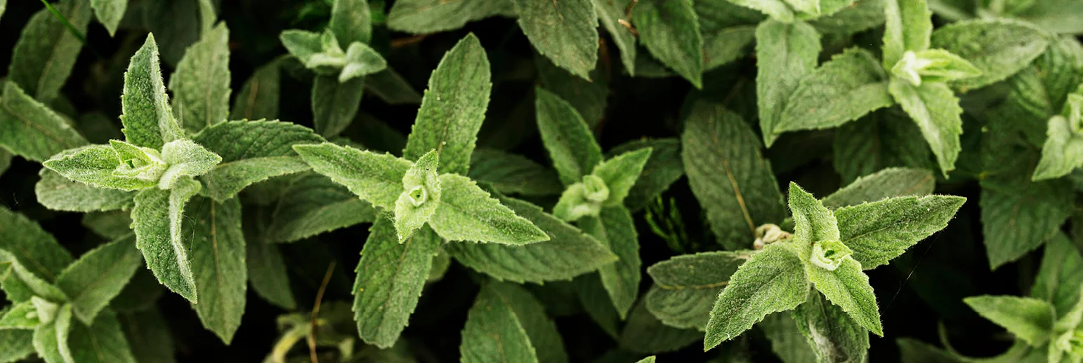 Stevia - natural sugar alternative 