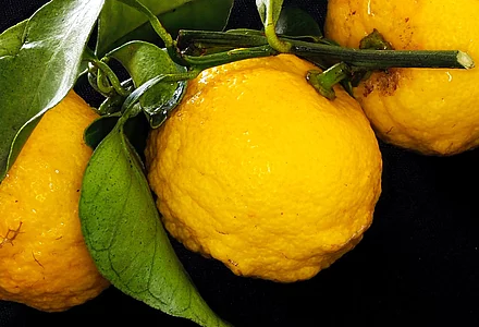 YUZU: the Japanese citrus fruit 