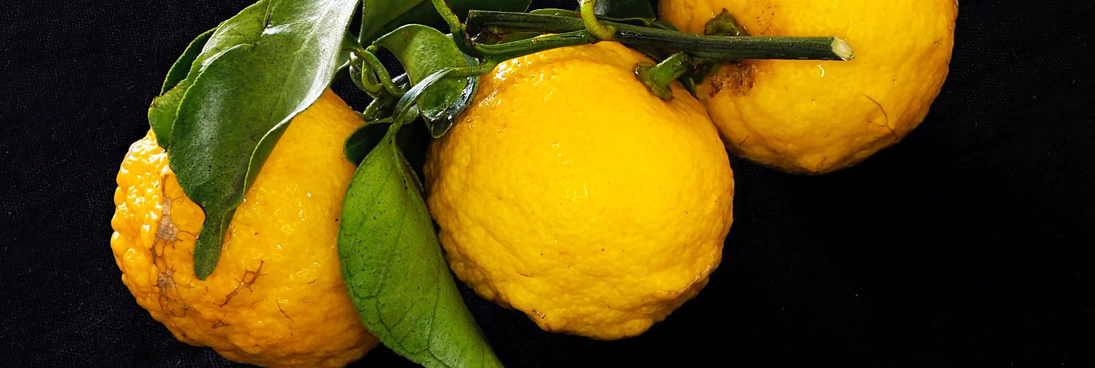 YUZU: the Japanese citrus fruit 