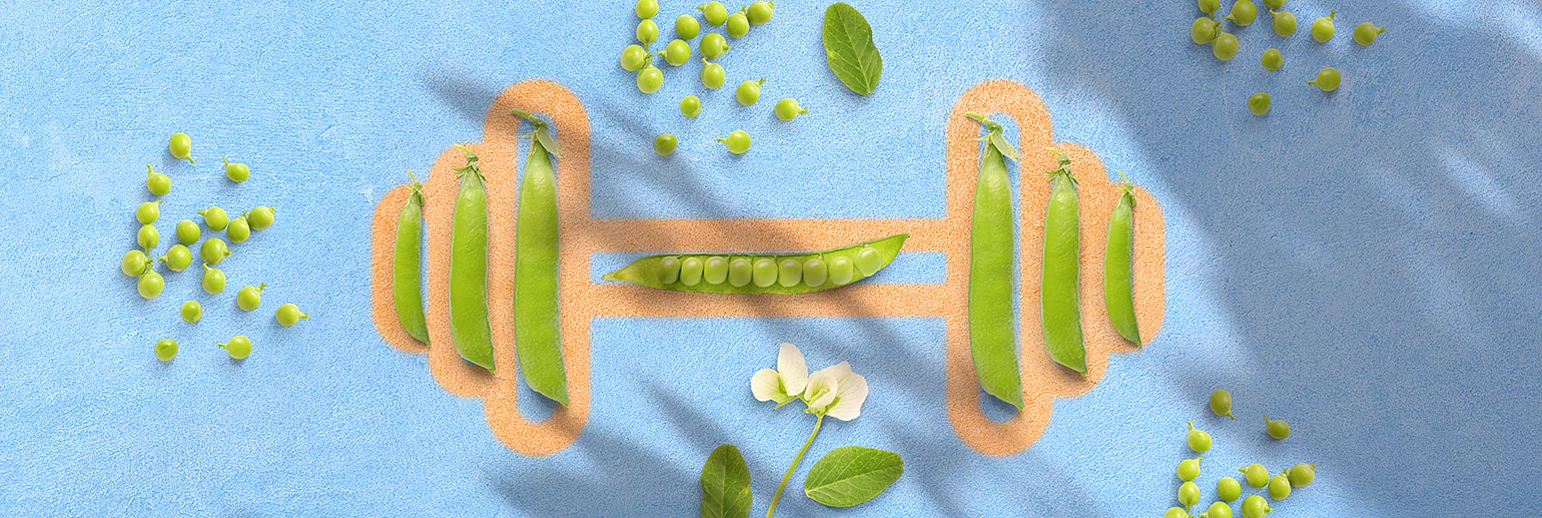 PISANE™ – The Pea Protein 